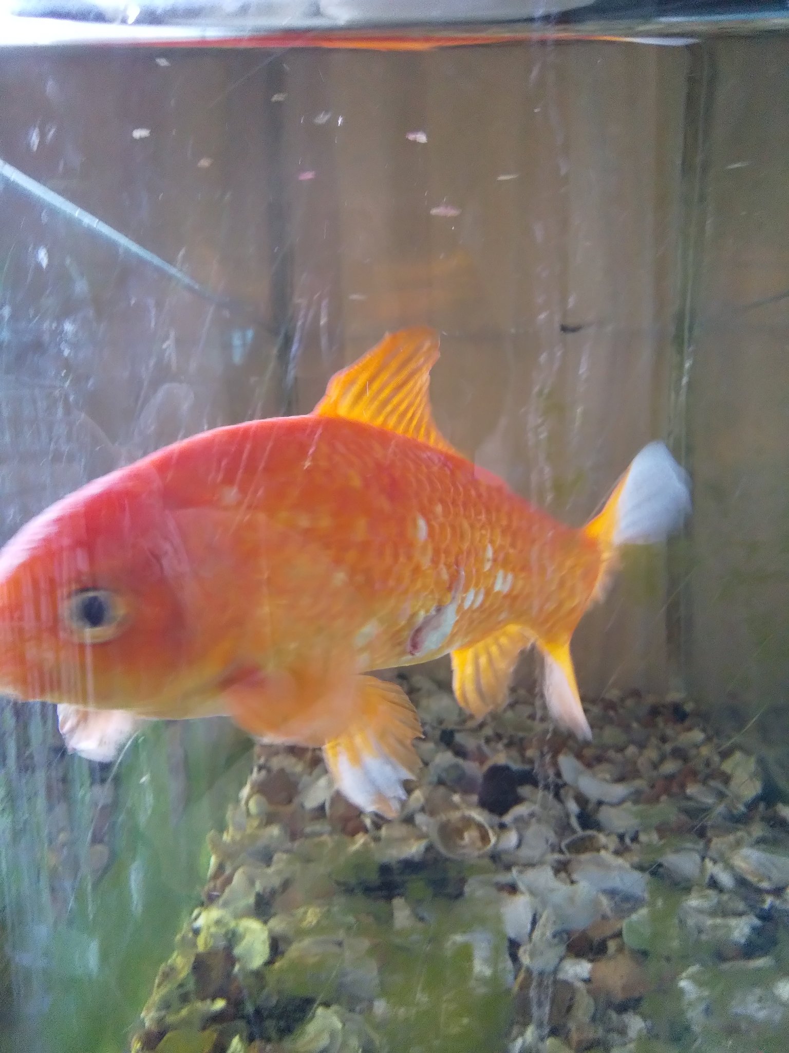 りんりん おはようございます 金魚の金ちゃん 縁日の金魚すくいから14年 今朝も元気です ぴぃちゃん も長生きしようね T Co Mwbnoogsfl Twitter