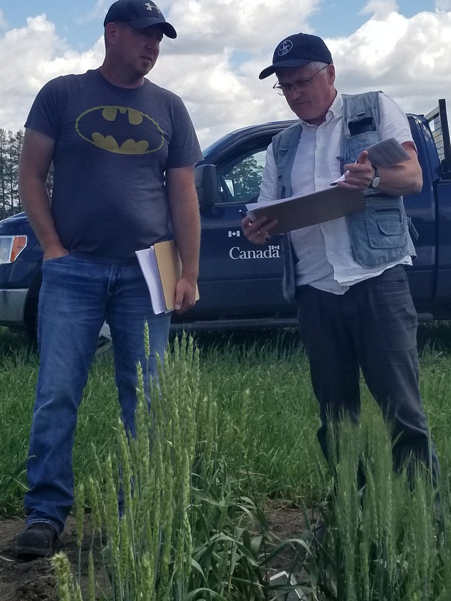 raju_aafc's tweet photo. At @AAFC_Canada's PGRC-Saskatoon, we are growing diverse wheat genetic resource for seed increase. @heritage_wheat @SaskWheat @AlbertaWheat @mb_cropalliance @Brendan_OLeary2 @TylerWist1 @ErlSv @DumonceauxTim @HBAAFC @ShaunSharpe9 @SantoshAAFC @wheat_dr @WheatSingh #GCAggie #CdnAg https://t.co/ErBXYLLMGU
