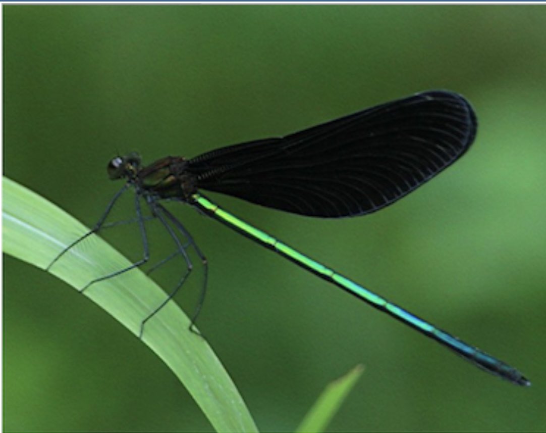 しす 脱徒歩キャン 最近よく見る黒いトンボ ハグロトンボというのか どうやら縁起がいいらしく ご先祖様の魂を運んでくると言われているらしい T Co Gcdvyga68h Twitter