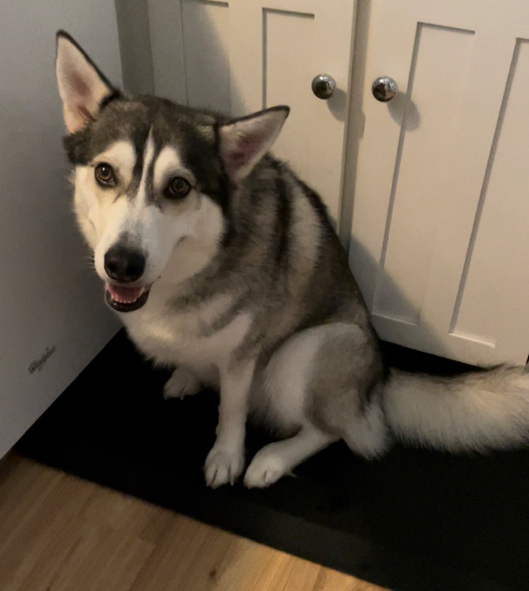 MadalynSklar's tweet photo. Itโs time to show off #TheDogsOfTwitterSmarter! Take a quick pic of your pooch and share it here on the #TwitterSmarter chat. ๐ถ
This is Lucy. She's my 3-legged Siberian Husky.
Have a cat? Let's see! Use this hashtag: #TheCatsOfTwitterSmarter ๐ฑ https://t.co/Nk503cXjxx