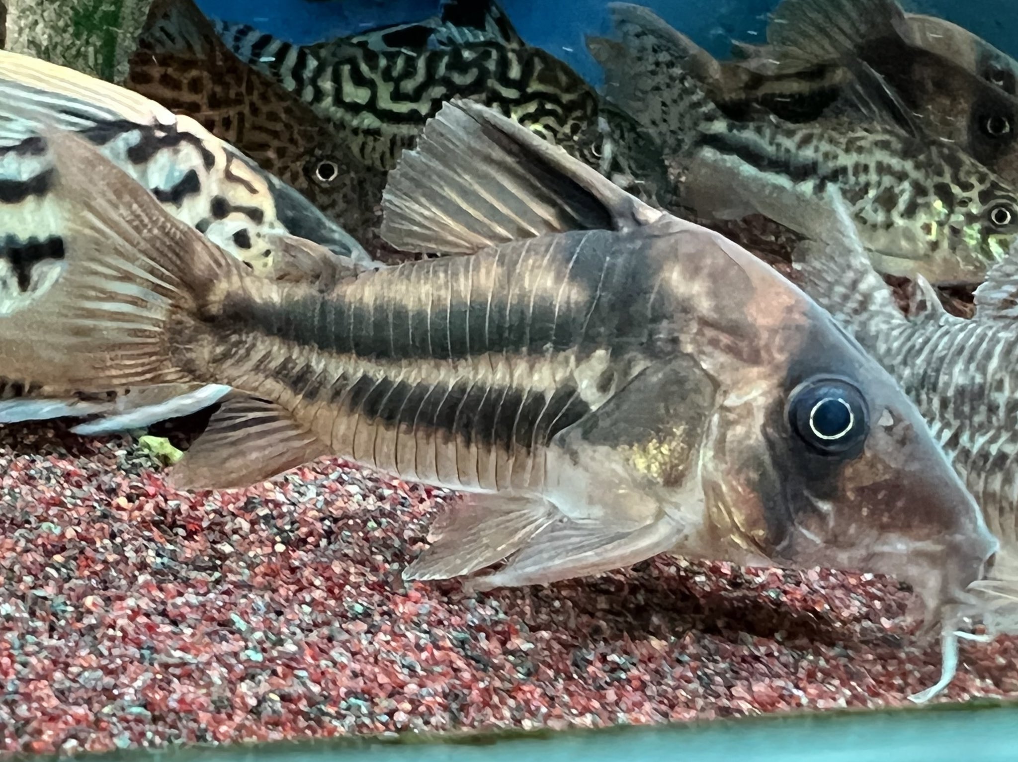 払ラ エビナマズ 我が家のコリドラス図鑑 6 スーパーアンチェスター 1 入荷当初はあまり気になってませんでしたが 最近急に魅力に気付きました 激太ライン Amp セルバ顔がサイコーです コリドラス 払ラ コリドラス図鑑 T Co 2dh0waau3d