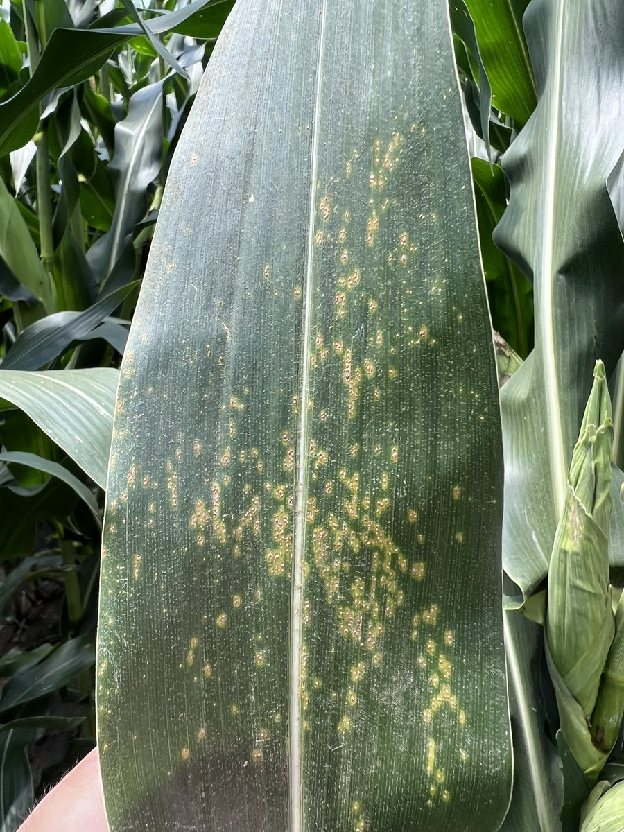 Southern corn rust was just found in Shawnee County - northeast Kansas. Scouting efforts should be intensified in late planted and/or irrigated corn fields. Stay tuned for more updates!