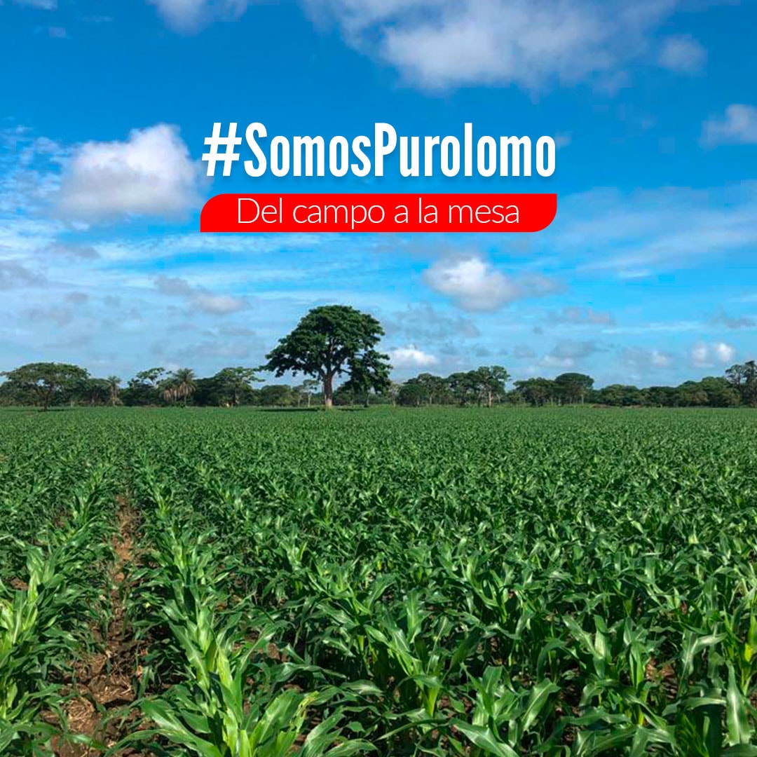 Del campo, llevamos a la mesa de todos los venezolanos el mejor #PuroSabor de Purolomo; ofrecemos alimentos nutritivos y sabrosos porque cuidamos todo el proceso para garantizarlo. Somos Purolomo, trabajamos con esfuerzo y dedicación para brindar la mejor nutrición a nuestro país
