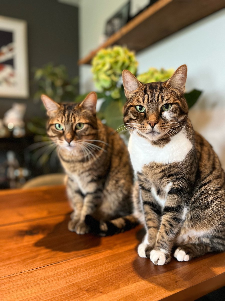 pascalvh's tweet photo. @MissyBBBobtail Hello from Hachi &amp; Roku. https://t.co/6DRoPNtffA