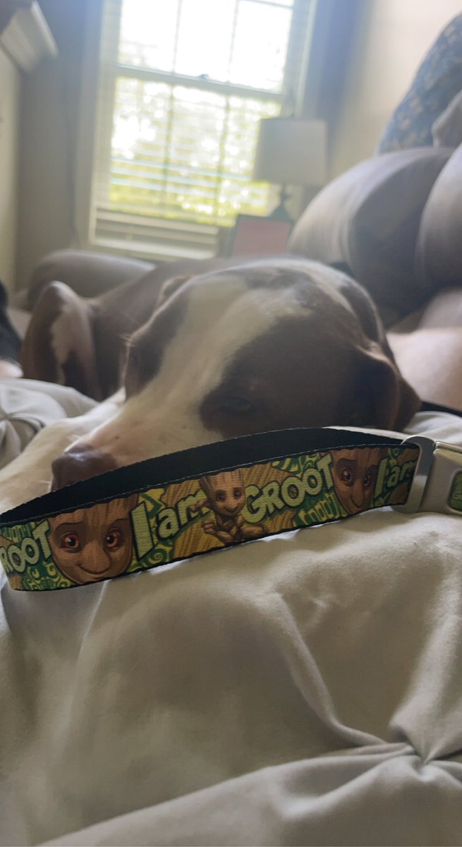 This is my pup Groot, and this is the new collar I got for him the other day. He my besssfrennn 🥺🐶