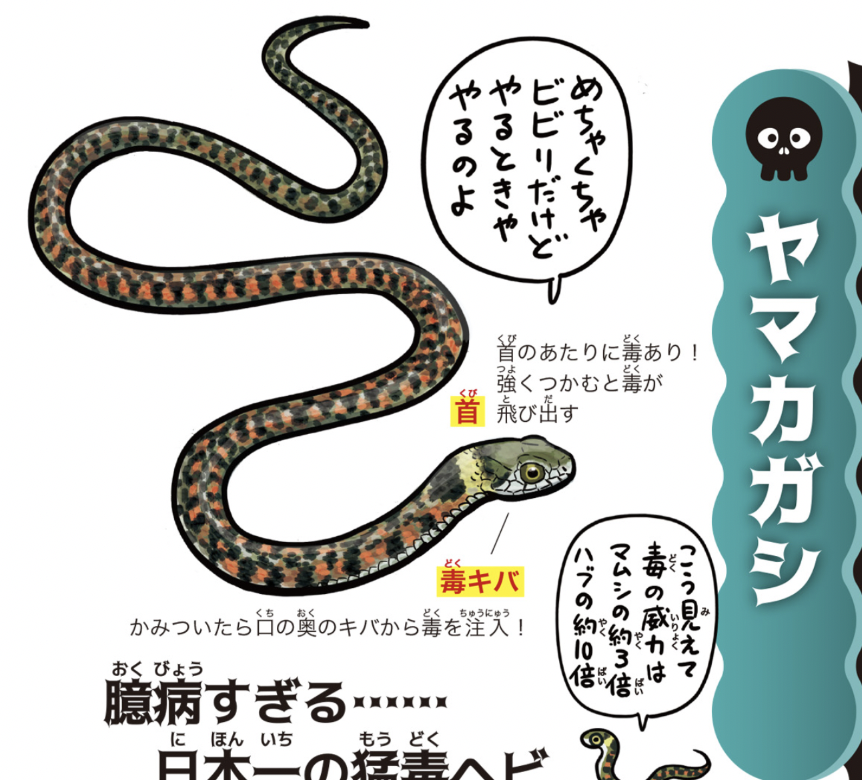 教員やってる母から「あの本の表紙に載ってた蛇が学校の保健室に出たから、蛇のページ送って!」と電話が来たけど、保健室に朝からヤマカガシが出る中学校の自然環境よ。 https://t.co/XvmWOyfxUV