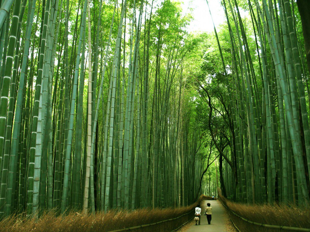 SahilBloom's tweet photo. In nature, the Chinese bamboo tree:

It doesn’t break through the ground for 5 years, but once it breaks through, it can grow up to 100 feet in 5 weeks.

The growth appears effortless, but is the result of many years of effort below the surface. https://t.co/jC2OVkK8qR