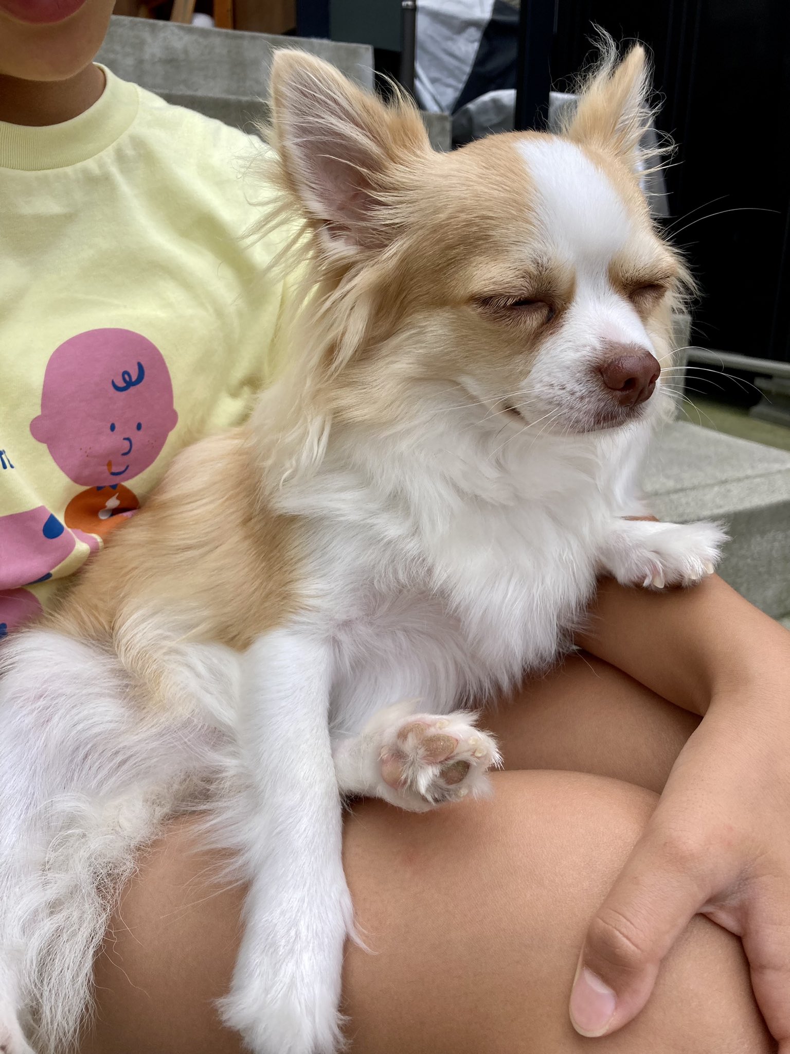 ピチピチのピーチ Pitipiti Peach3 Twitter