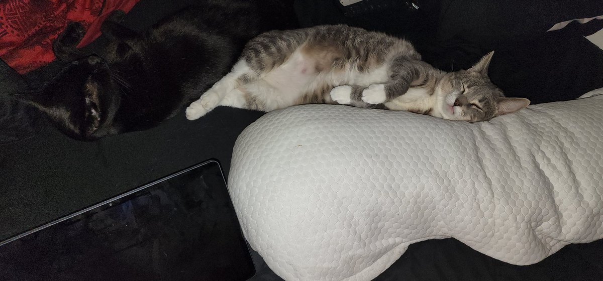 kklifts's tweet photo. When Selina naps, she really naps.
Wade looks awfully comfy too. https://t.co/Y4ua0OmkKx
