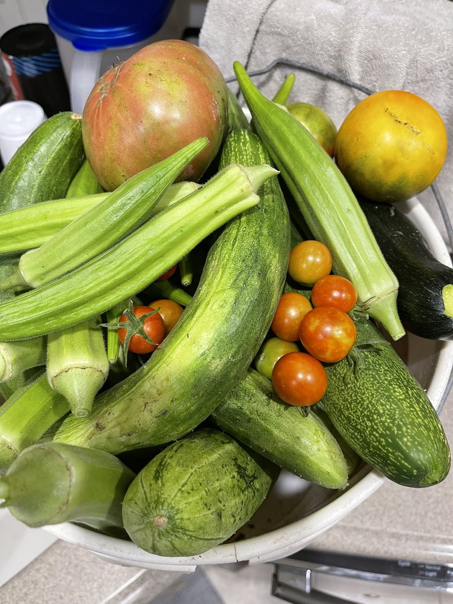 Shadetree_77's tweet photo. Get home from work and go check my lil garden, &amp; I get all of this out of it!!! #nottoshabby @sports_palmetto https://t.co/MDP0Pj6bQh