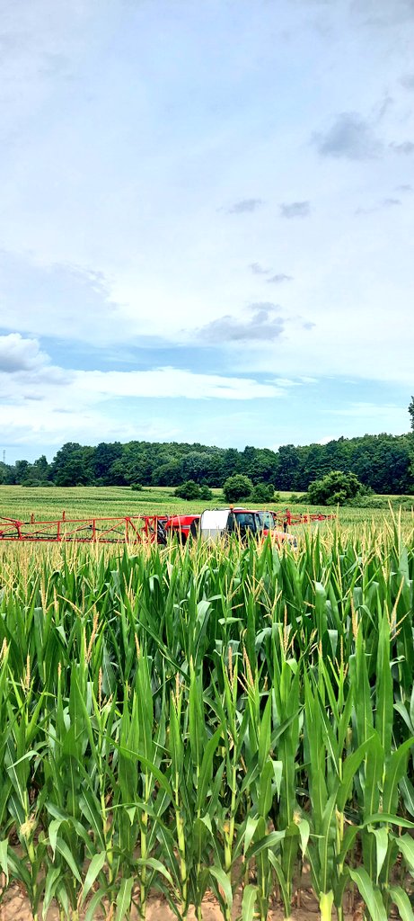 Protecting some great looking <a href="/Maizex/">Maizex Seeds</a> MZ 4577SMX today with some <a href="/Bayer4CropsCA/">Crop Science Canada</a> #Delaro Complete + #Proline for DON suppression and various leaf disease including #tarspot <a href="/bprinzen/">Bert Prinzen</a>