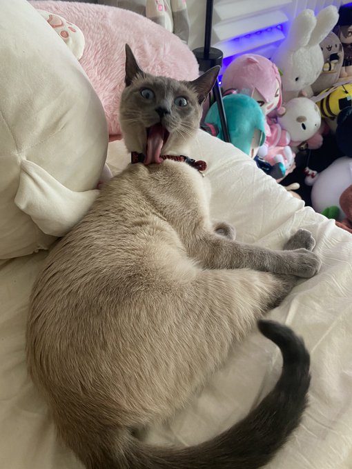 late stream fr this time I&rsquo;ll be on midnight, now here&rsquo;s Yuumi for your troubles :D https://t.co/ex2<a href="/tag/twitchstreamer"class="tags"><span>#twitchstreamer</span></a><a href="/tag/genshinimpact"class="tags"><span>#genshinimpact</span></a><a href="/tag/hutao"class="tags"><span>#hutao</span></a>