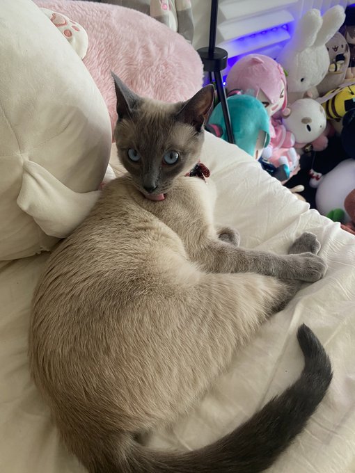 late stream fr this time I&rsquo;ll be on midnight, now here&rsquo;s Yuumi for your troubles :D https://t.co/ex2<a href="/tag/twitchstreamer"class="tags"><span>#twitchstreamer</span></a><a href="/tag/genshinimpact"class="tags"><span>#genshinimpact</span></a><a href="/tag/hutao"class="tags"><span>#hutao</span></a>