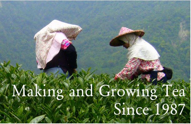 MountainTeaCo's tweet photo. Making and Growing Tea Since 1987 - https://t.co/mX5hkiLoon

#best #tea #health #drinks #quality #flavor #teas #new #healthy #drink #herbal #green #natural #organic #oolong #leaves #wellness #stress #relief #remedy #antioxidants #fitness #relaxing #mind #lifestyle #good #immunity https://t.co/R6JuYfk3J6