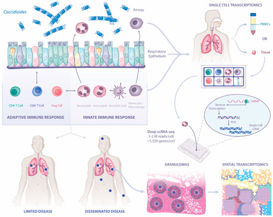 JoF_MDPI's tweet image. A review entitled “The Known Unknowns of the Immune Response to #Coccidioides” from Jatin M. Vyas et al.

View full text at mdpi.com/2309-608X/7/5/…