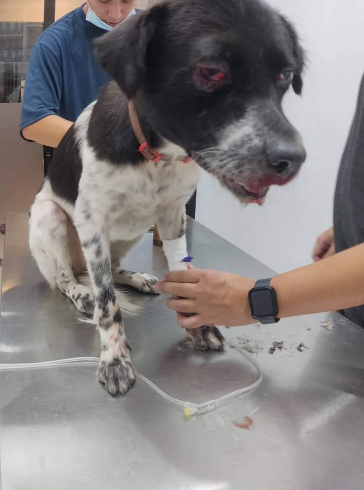 TonyDelacrz's tweet photo. New Rescue dog 🐕

 ABOUT MINDY: It was Eclaire Lagmay  who informed me of the condition of this dog last night. According to her, the reporter has just literally stopped a good for nothing animal abuser and killer in her area from murdering Mindy. https://t.co/KvYhH8vS8e
