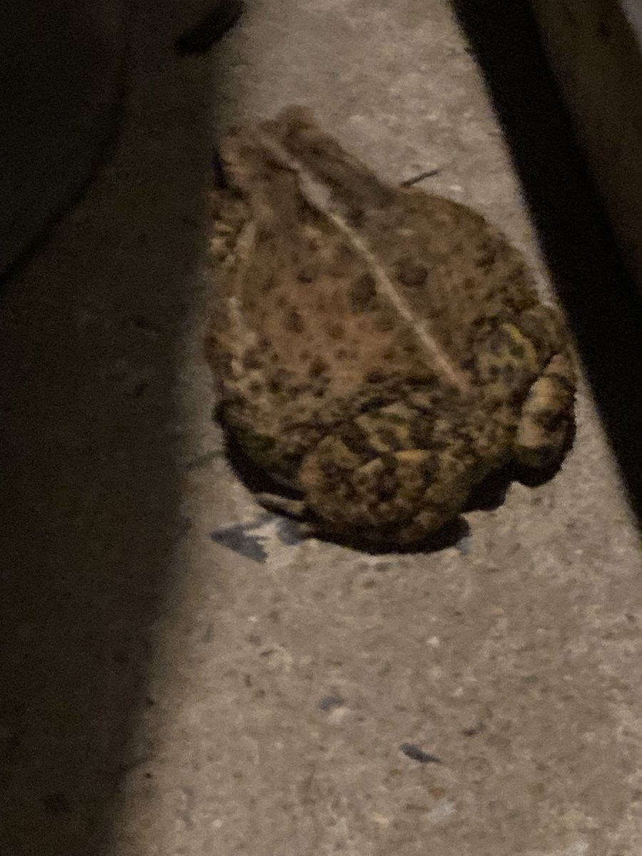 sjgrim1111's tweet photo. All summer I’ve been watching some resident toads each evening. May I introduce Tammy &amp; Teeny. Timmy is not shown but is also a frequent visitor. They can sure put away the bugs. #toadwatch #bugbuffet https://t.co/zVlNZ5Bben
