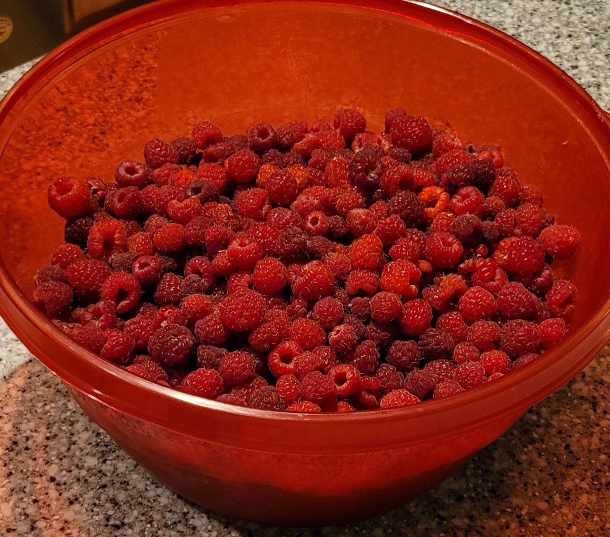 My days finally allow me to pick the raspberries - and make jelly! Read my blog @ my2cents.click/2022/07/26/a-s…
#retirementjoy #raspberryjelly #fruitsofmylabor #raspberryheaven