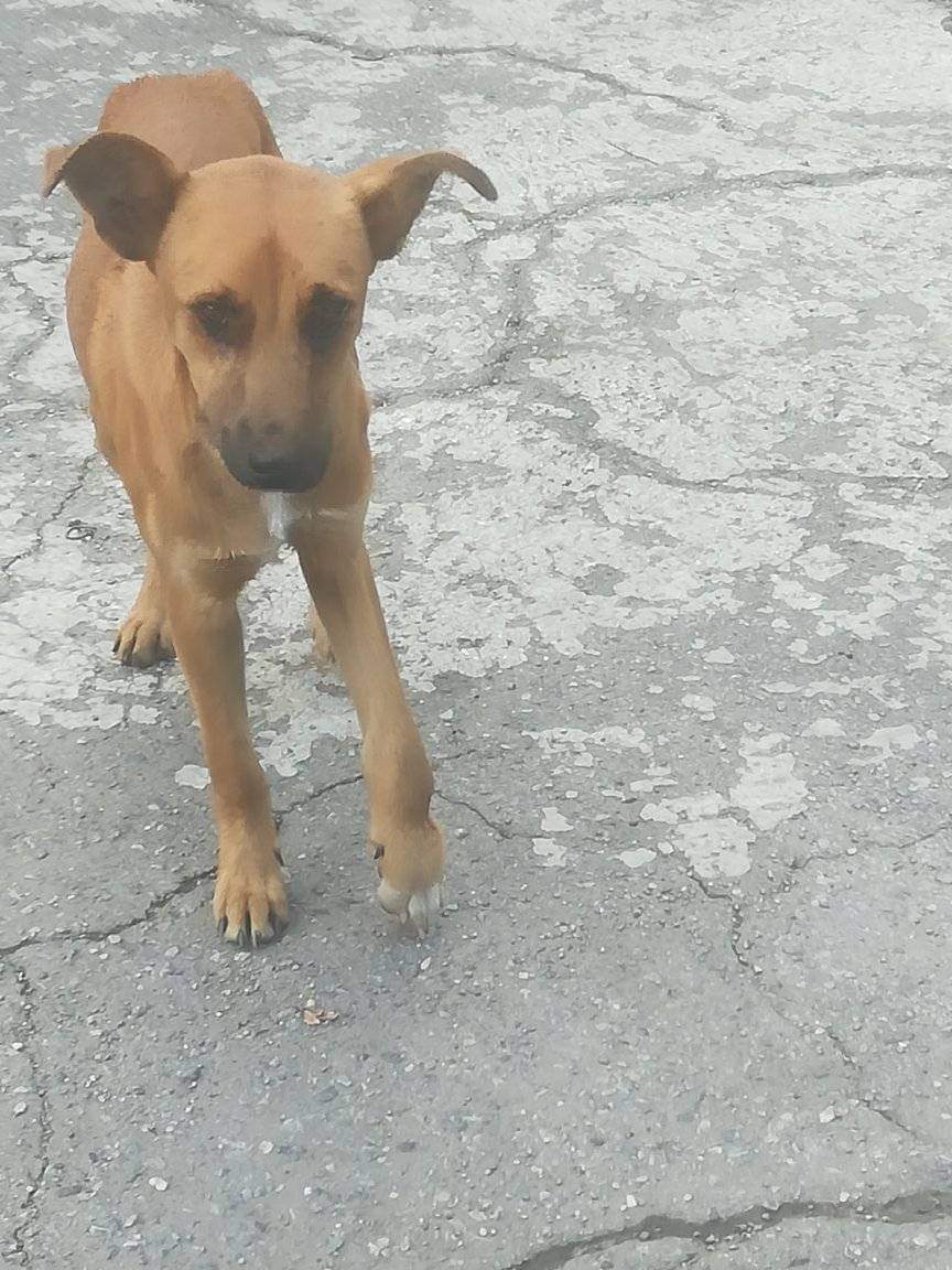PerroUsuario's tweet photo. Reporta @volknsoni: Solo DIF . Casos de terceros. Perrito necesita ayuda , tiene una patica colgando se encuentra  por lo alrededores  CDI Pastor Oropeza 23 de enero . Caracas . https://t.co/3l5NcCpdtb