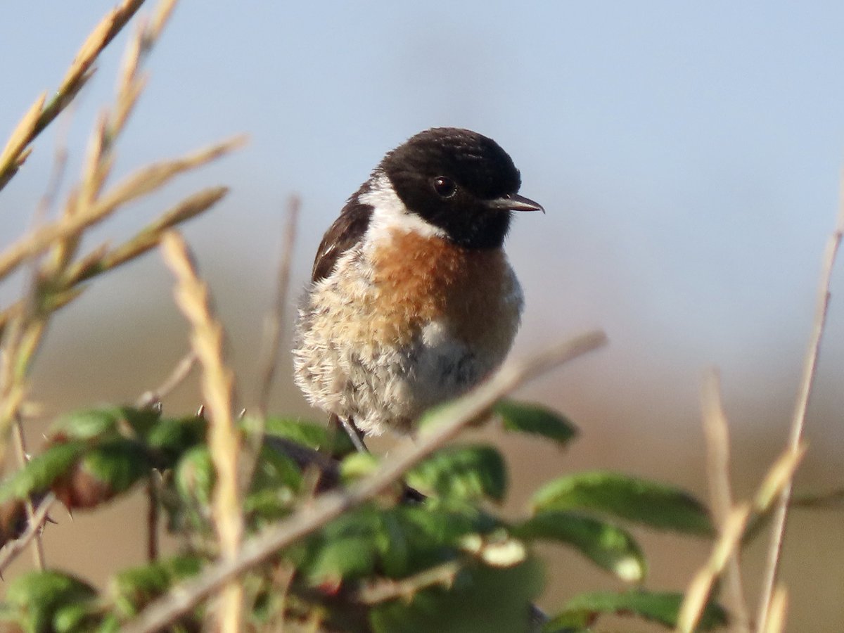 lidunka's tweet photo. Got ⁦@RSPBMinsmere⁩ to myself again early squirly yesterday - even though there weren’t that many birds about, still loads to absorb in this glorious place #loveminsmere #lovebirds #hadallmylunchby8:30! https://t.co/VkW9cNMKO2