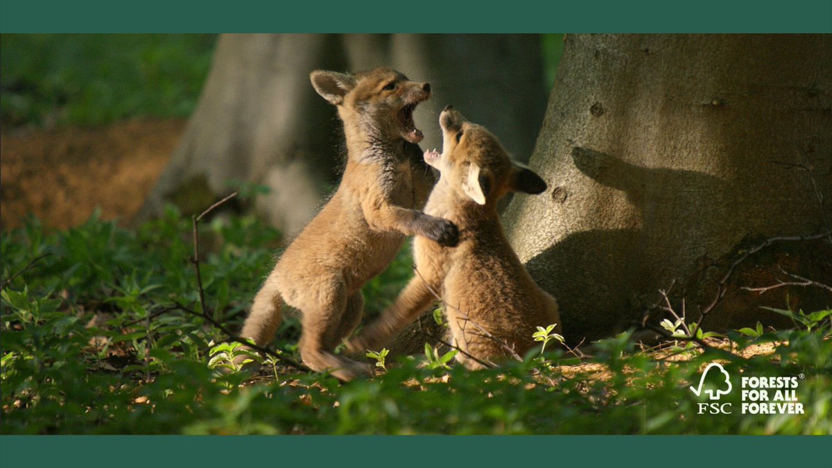 FSCUK's tweet photo. Today is #WorldNatureConservationDay - FSC is committed to the protection of environmental values in certified forests & protection of #HighConservationValues (HCVs) - vital aspects of responsible forest management.๐ฆ
Read more https://t.co/vIoWomGvza https://t.co/zmUUYv389z
