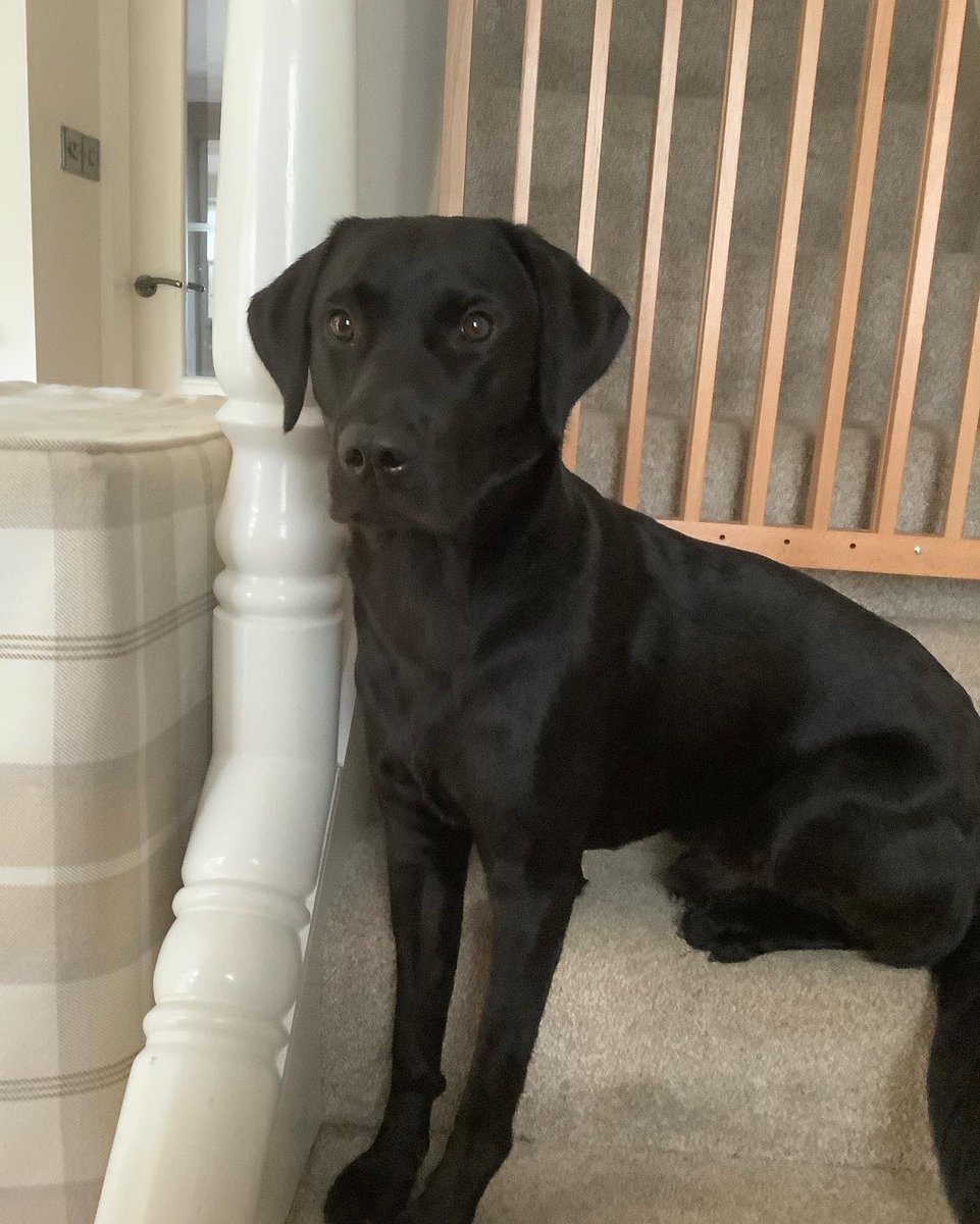 My favourite stair is the stair where I sit. #blacklab #dogsoftwitter