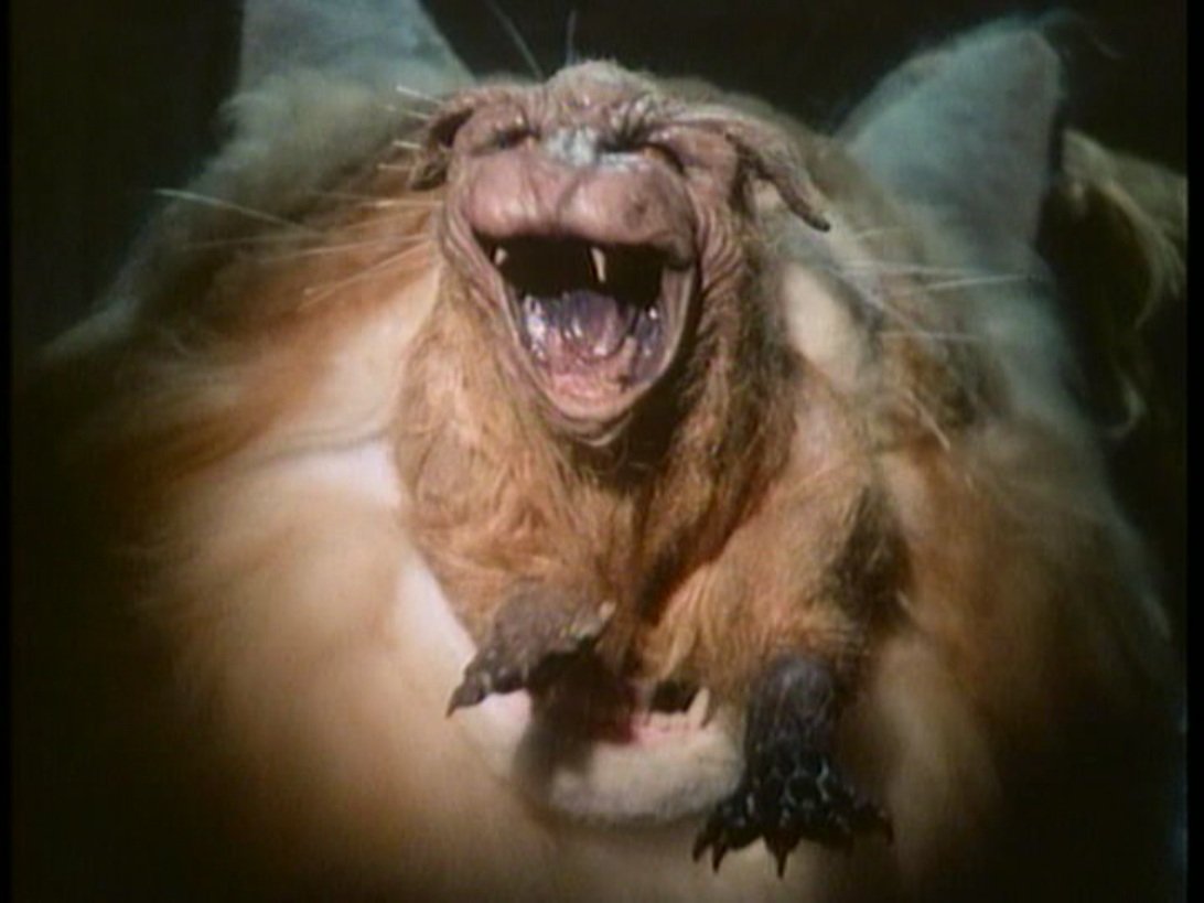 PervertFilm's tweet photo. Just watched again @GreydonClark's Trashapiece Uninvited(1987). #horror #scifi #mutant #cat #80s #VideoAge #classic Stars #cult Goddess @ShariShattuck ❤ Read Greydon's 📖 On the Cheap. @Shudder @kinky_horror ❤ @AngusKohm @ThomasOtterman @Inyourwildestd5 @Addison_Binek @VampAly https://t.co/UsPtxbM6rs