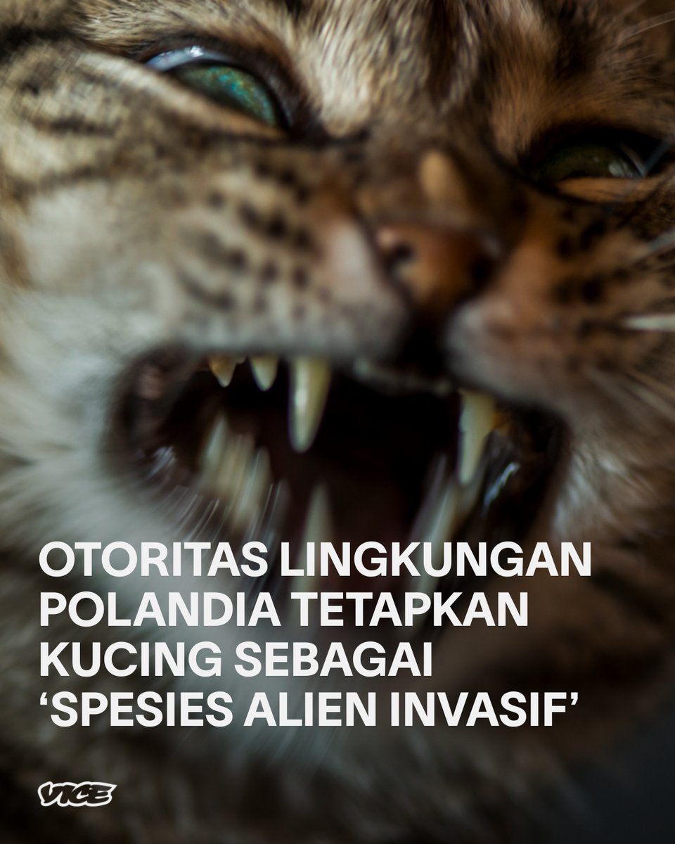 Keputusan itu memicu protes keras para pecinta kucing negara tersebut. Kucing dianggap bukan hewan alami di Polandia dan membahayakan populasi burung setempat. bit.ly/3vnsARn