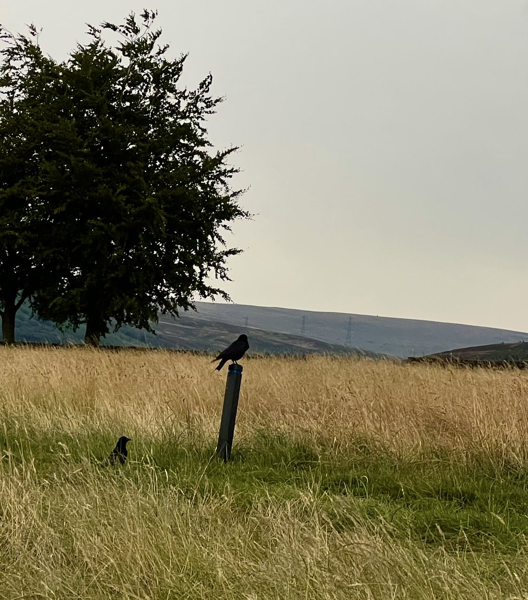 nettyastley's tweet photo. Int walking brilliant ๐ฌ๐พ #GorseHall https://t.co/hiqDz00Rtd