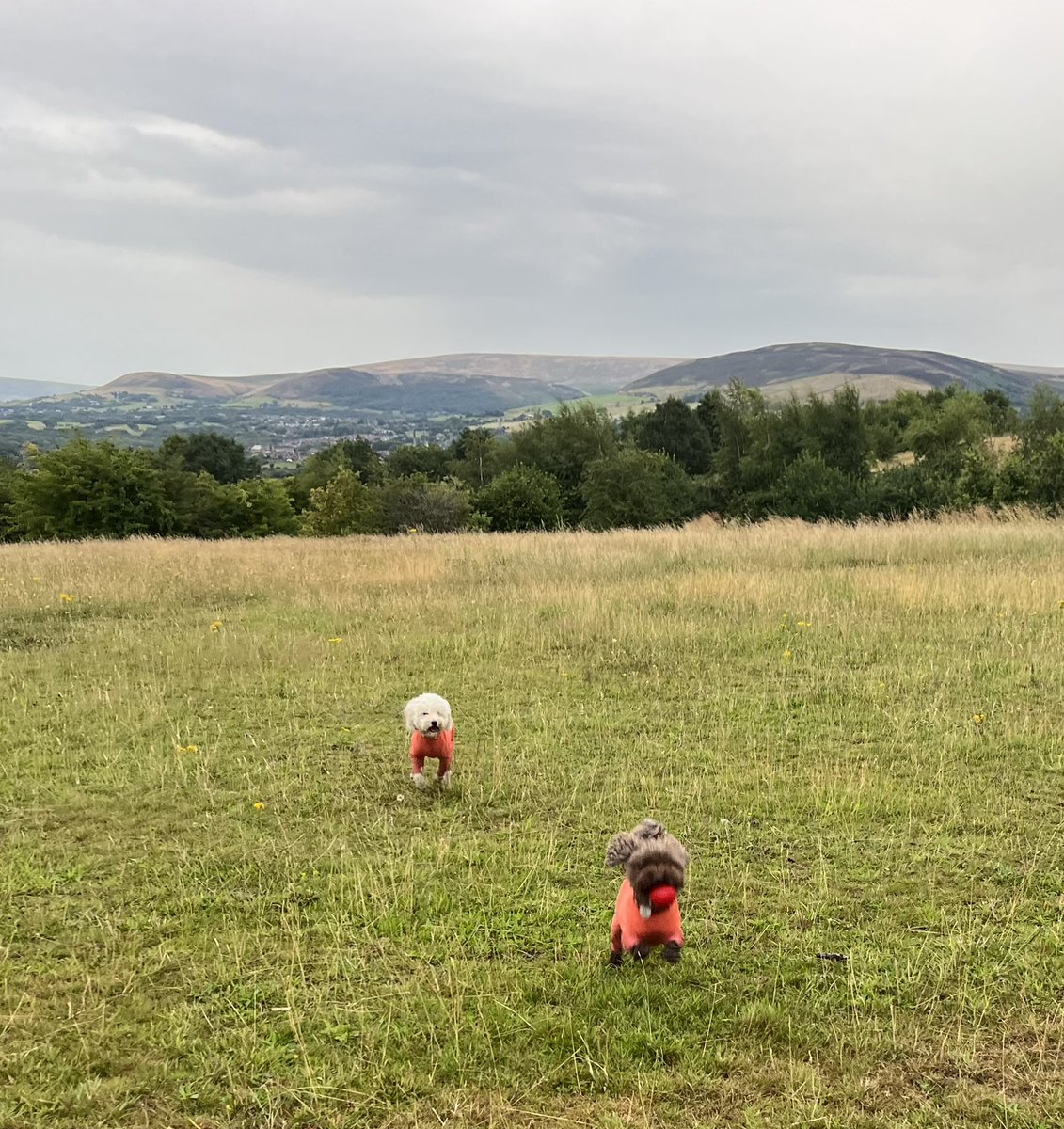 nettyastley's tweet photo. Int walking brilliant ๐ฌ๐พ #GorseHall https://t.co/hiqDz00Rtd