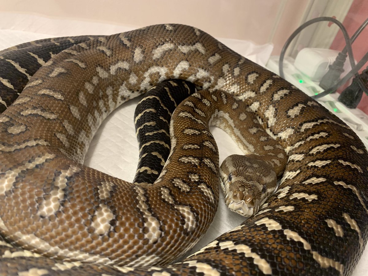 HachuMelt's tweet photo. 天神にある小さな動物園
はちゅメルト🦎

オープンしております✨
まったりゆったりと爬虫類、フクロウ、ショウガラゴがお出迎え❣️

是非ご来館お待ちしております🦎 https://t.co/wmUdlvlObQ