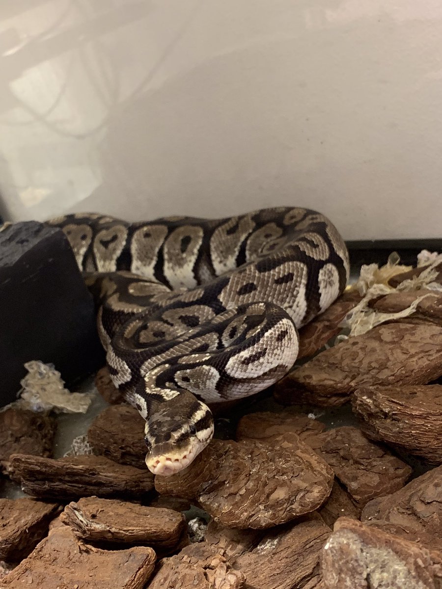 HachuMelt's tweet photo. 天神にある小さな動物園
はちゅメルト🦎

オープンしております✨
まったりゆったりと爬虫類、フクロウ、ショウガラゴがお出迎え❣️

是非ご来館お待ちしております🦎 https://t.co/wmUdlvlObQ