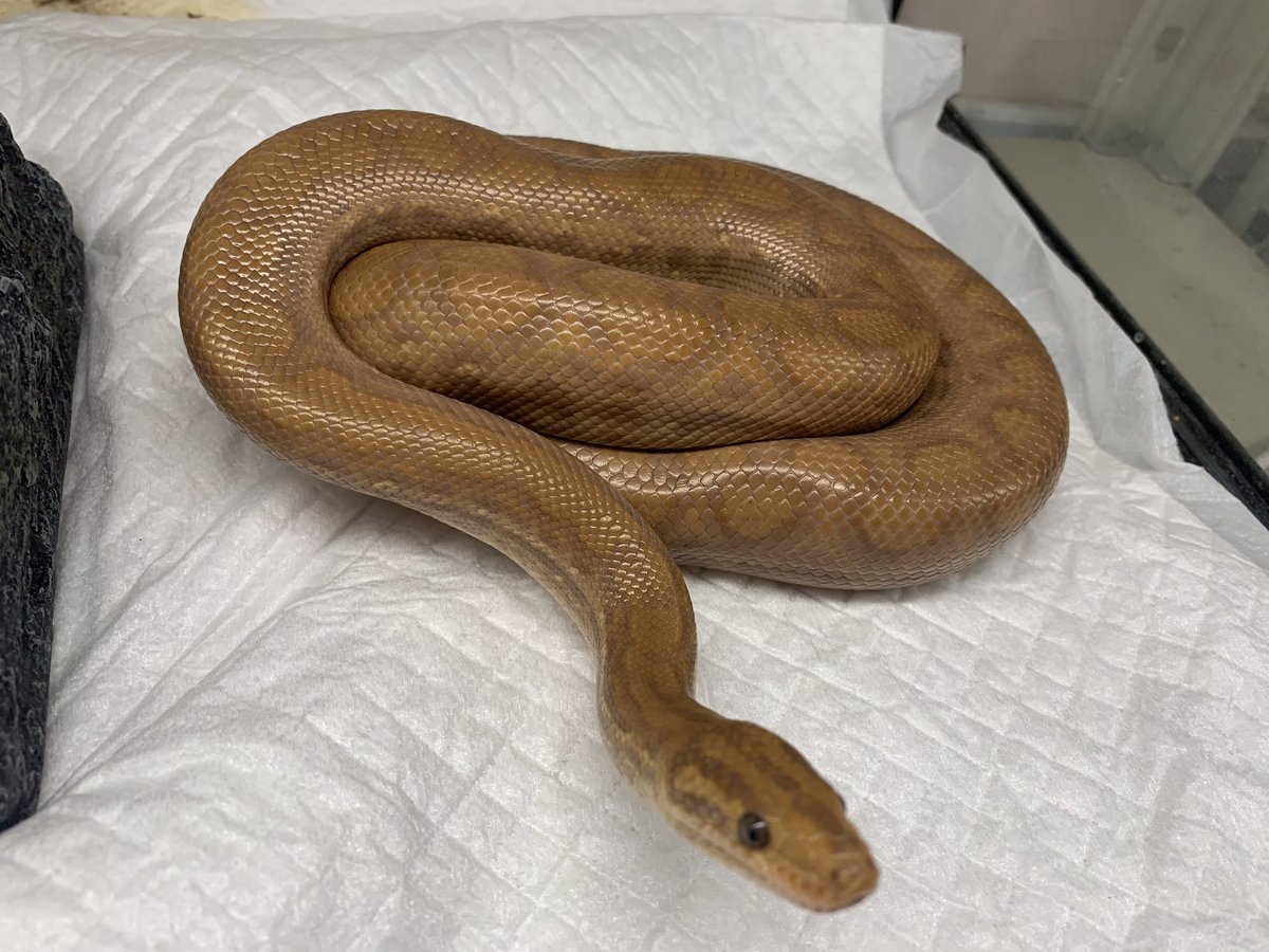 HachuMelt's tweet photo. 天神にある小さな動物園
はちゅメルト🦎

オープンしております✨
まったりゆったりと爬虫類、フクロウ、ショウガラゴがお出迎え❣️

是非ご来館お待ちしております🦎 https://t.co/wmUdlvlObQ