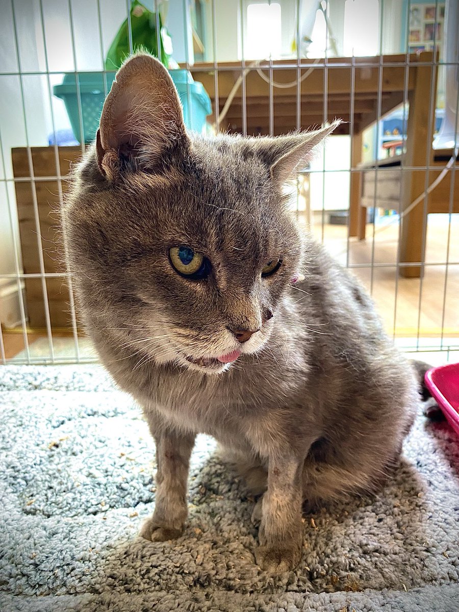 Malcolm_theCat tweet picture