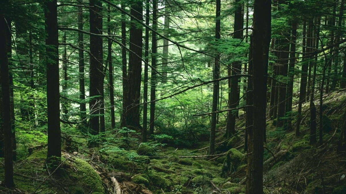 MD FAHIM SARKAR (@mdfahimsarkar26) on Twitter photo 