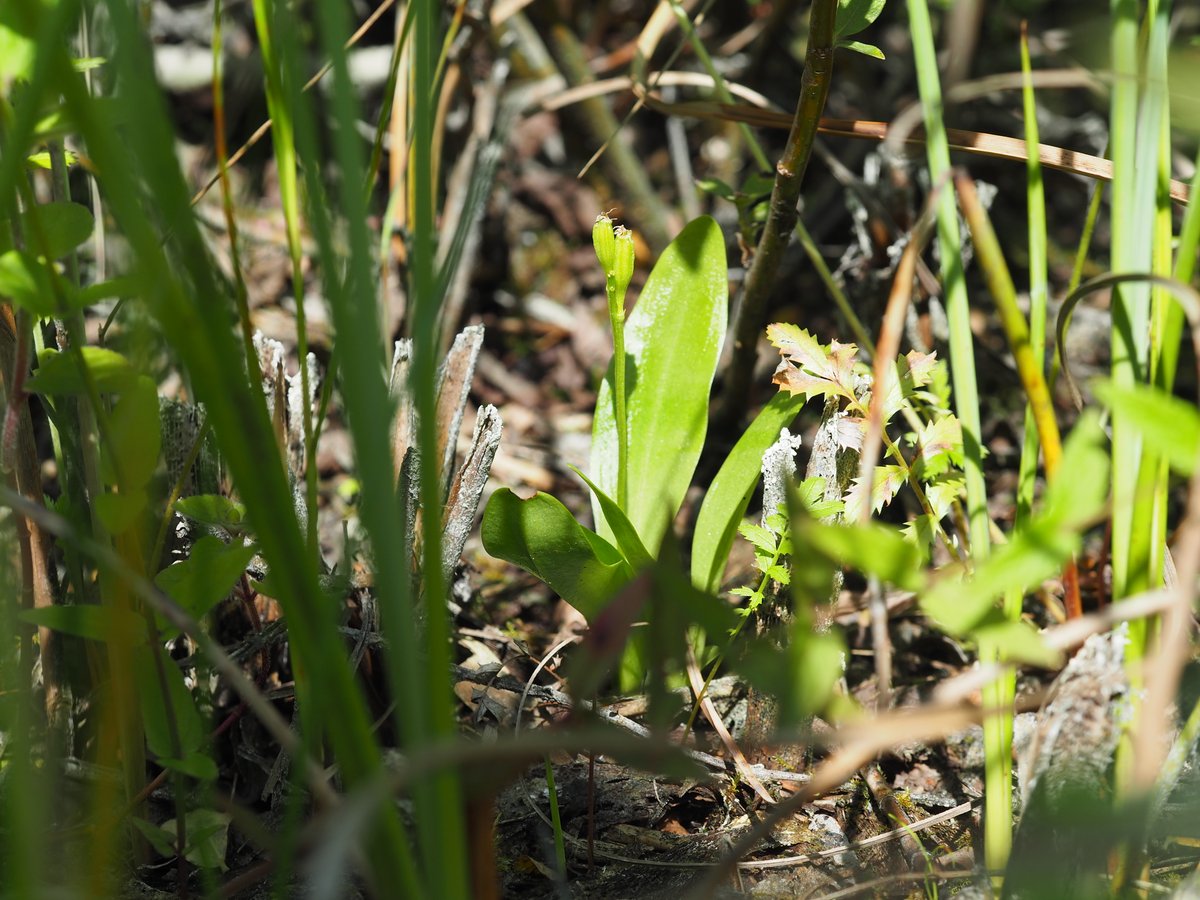 Maatschappijlso's tweet photo. Zomertijd=bloementijd! Ook in de #Waaslandhaven. Begin 2022 plaatsten we een grondwaterkerend scherm in de zone waar de #groenknolorchis groeit. Uit de peilmetingen blijkt nu dat het scherm haar werk doet. Op nog meer bloeiende plantjes deze zomer! #wereldnatuurbeschermingsdag https://t.co/l2covXEMDL