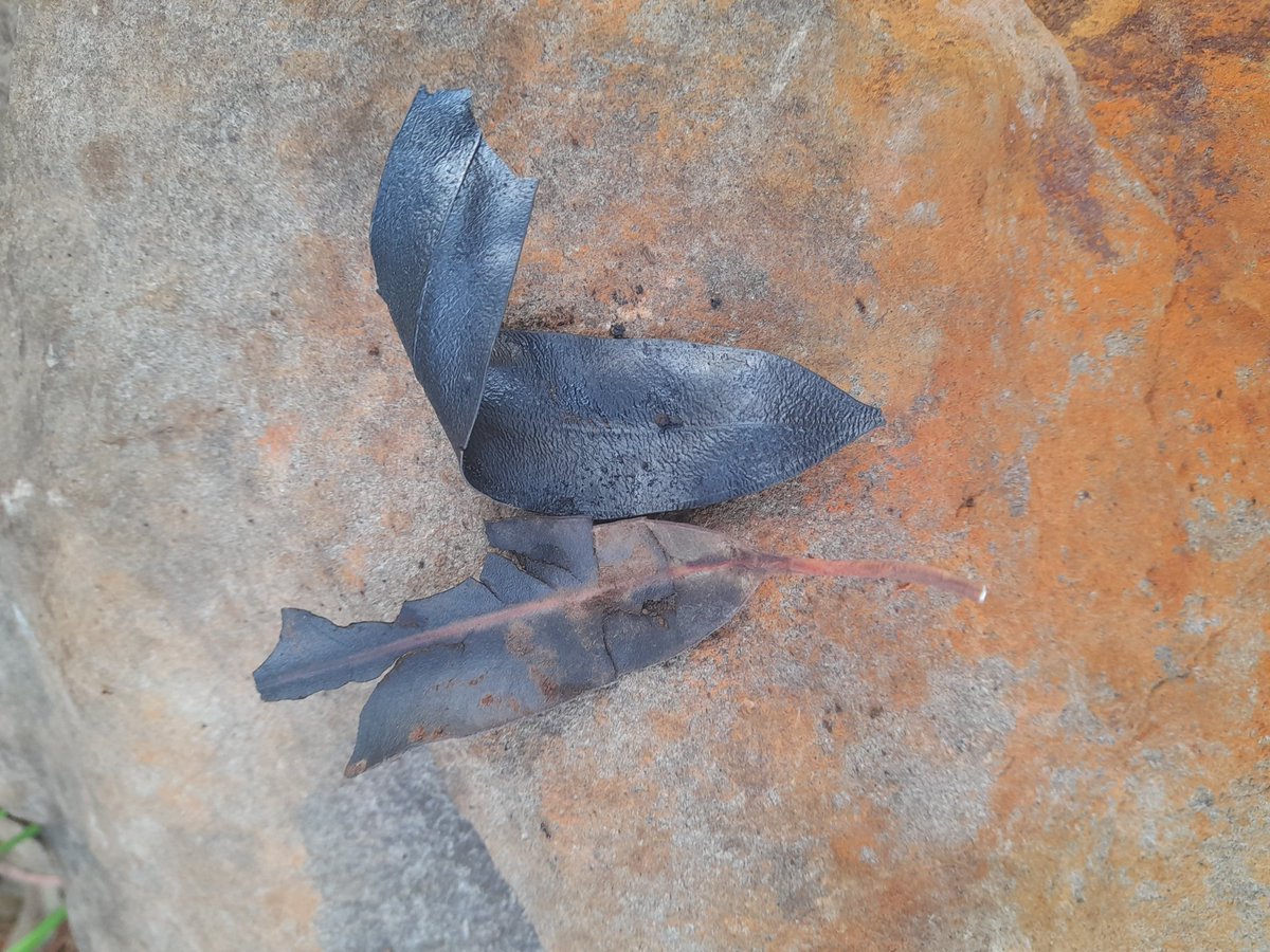 Difference between a burnt leaf and a pyrolised leaf...#countrysidelife