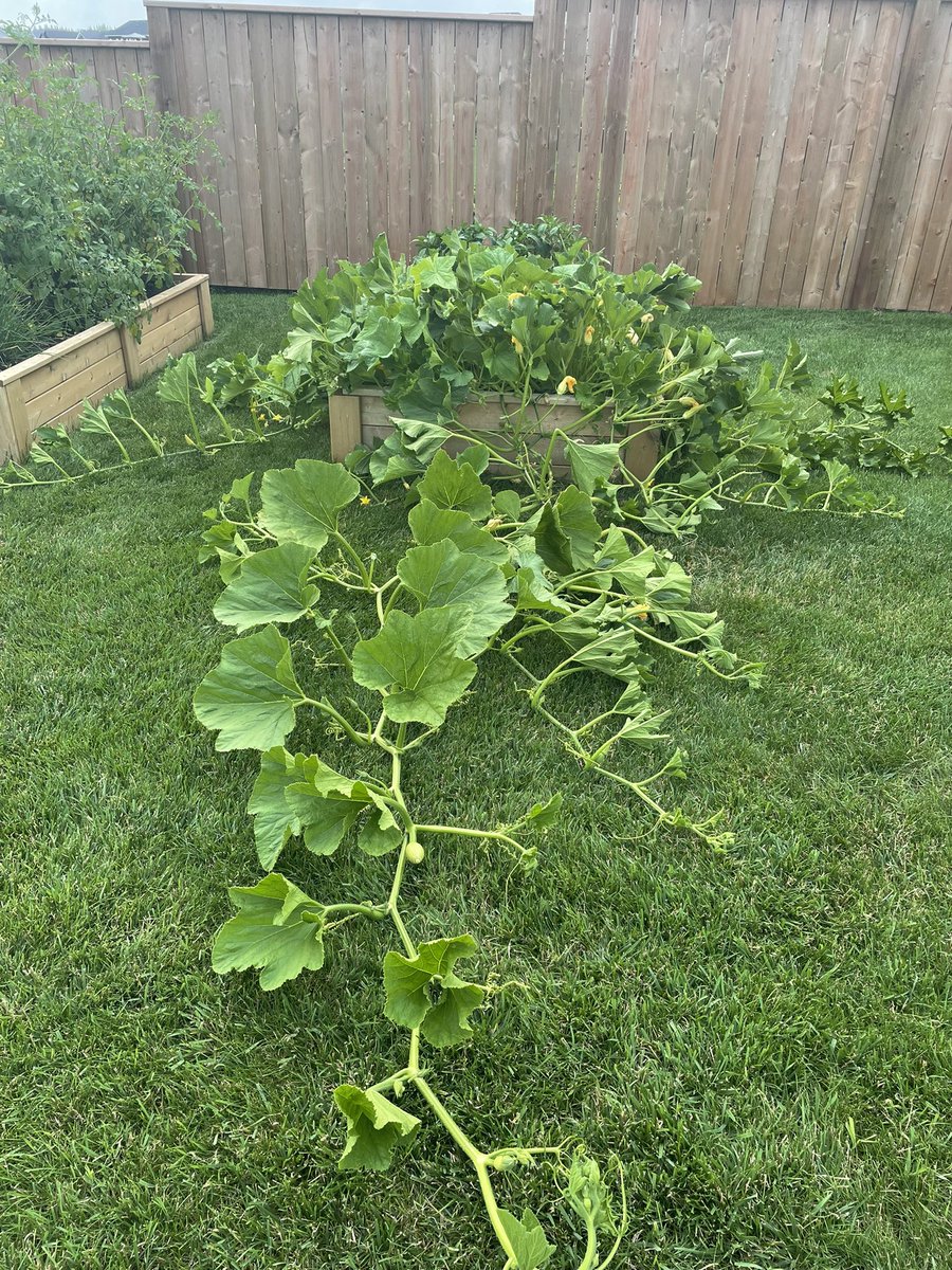 mskcorbin's tweet photo. Glad I only planted one 😳 https://t.co/3pj2DONRVX