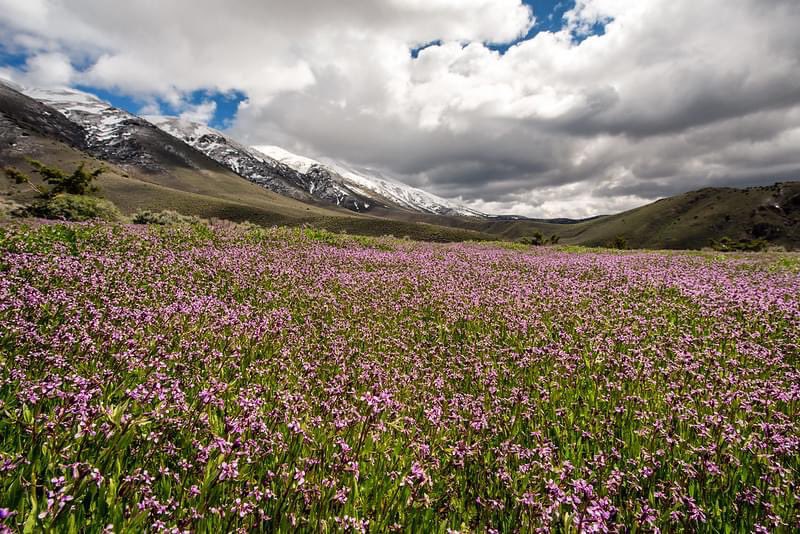 friendsofnvwild's tweet photo. Happy #WildernessWednesday! This week we are highlighting the proposed Grandfathers’ Wilderness, a beautiful area located along the Tobin Crest in eastern #PershingCounty. A haven for wildlife including the Greater Sage-Grouse, the range is carpeted with wild flowers in spring. https://t.co/HKUEwsbnHC