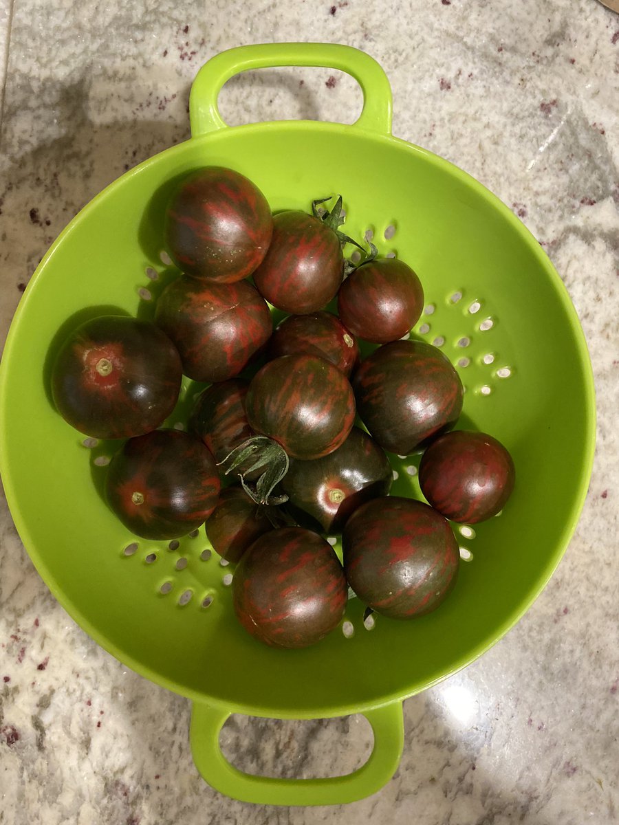 misskono's tweet photo. The bounty from the tomato plant I bought from the @StoneValleyMS Environmental Science class’s plant sale 🍅 ❤️🦁 https://t.co/vtC9GyDczT