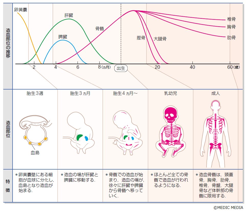 【造血】造血の場は個体の成長とともに変化し,胎生初期には卵黄嚢,胎生中期には肝臓と脾臓,出生後は骨髄で行われる.(病みえ5p.8) https ...