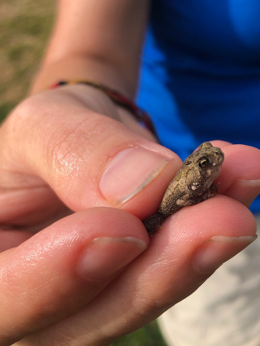 DocHPJones's tweet photo. Oh hello there, little fren.
#TinyHerps https://t.co/SBLKxAjecc