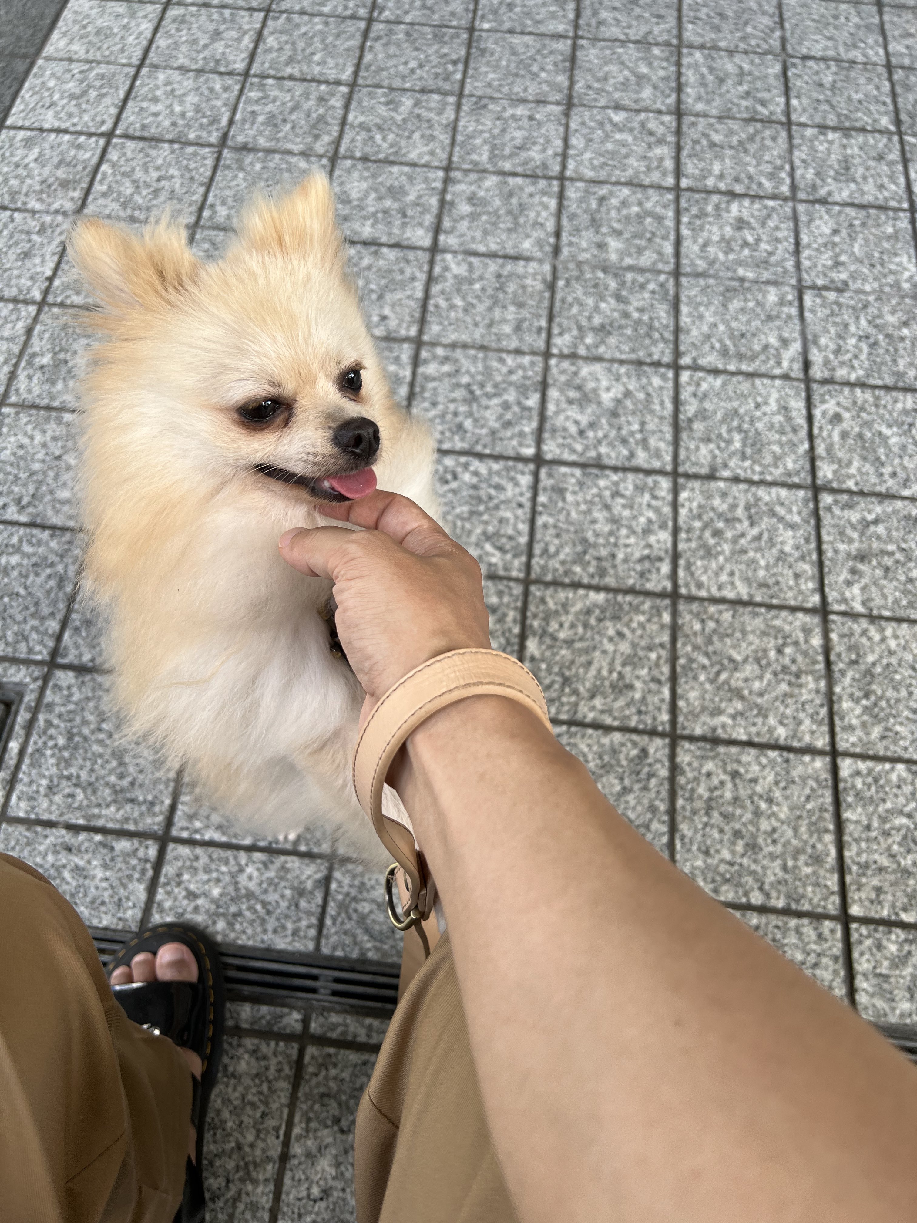 渋谷のポメ吉だす チワワとポメラニアンのミックス って言われただす ポメ吉は顔がチワワっぽいだす T Co Kzupgpgzlf Twitter