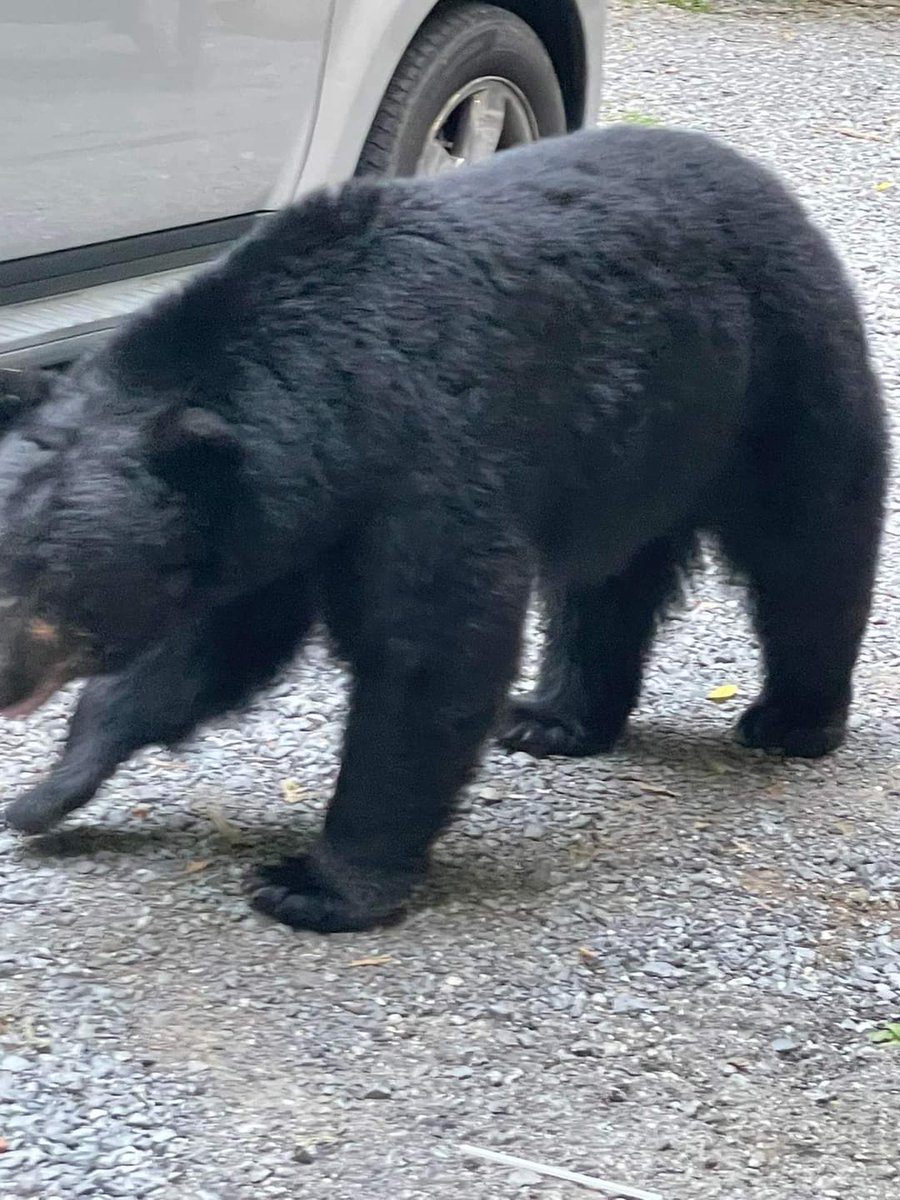 Well then! This was an exhilarating start to our trip in the mountains! Just strolled right up the driveway to us.
