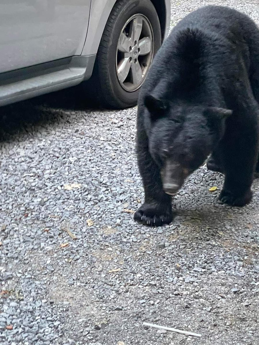 GregorowiczKat's tweet photo. Well then! This was an exhilarating start to our trip in the mountains! Just strolled right up the driveway to us. https://t.co/gLJjpvgTcX