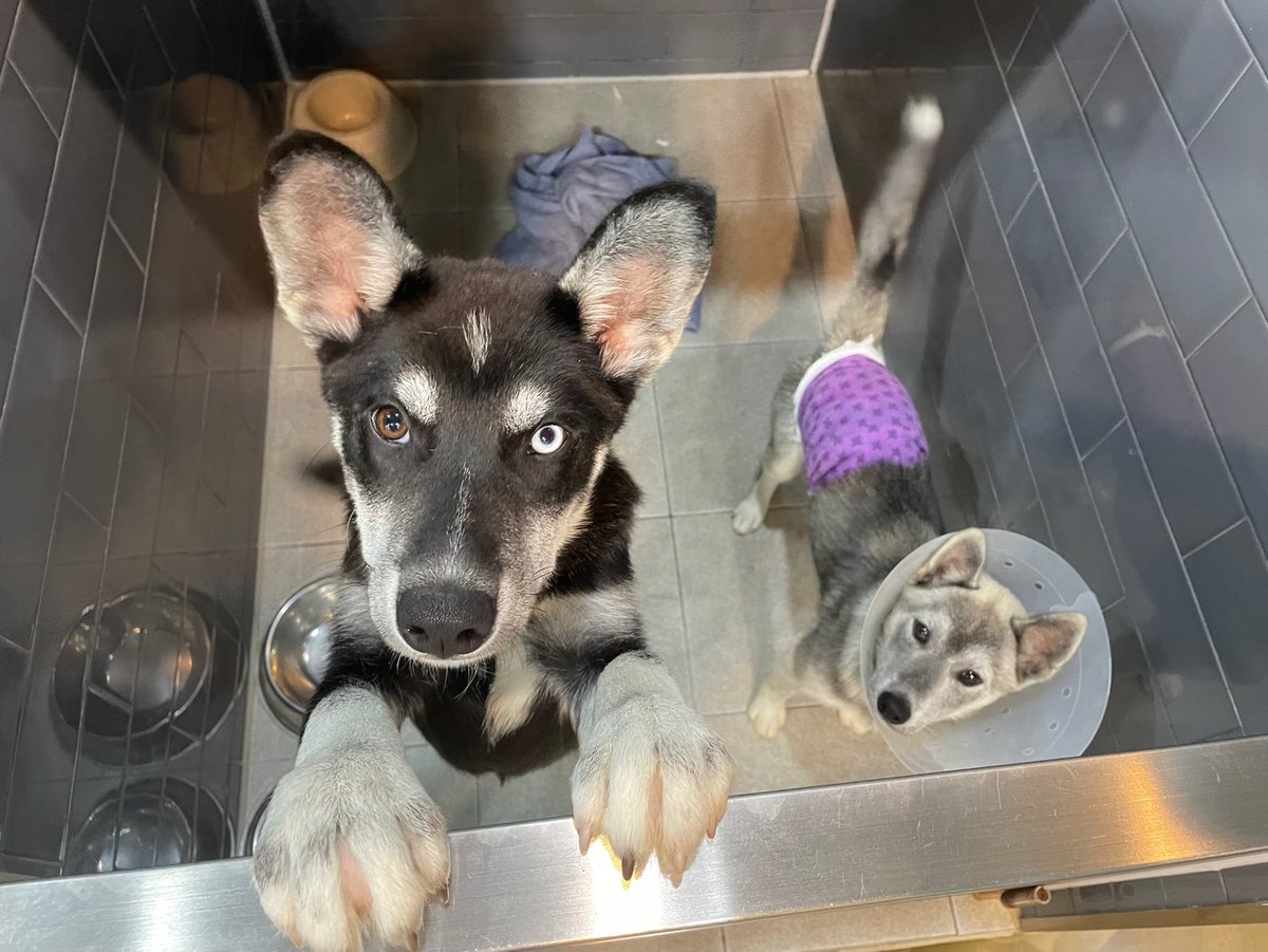 flyingpetclinic's tweet photo. [입양홍보] 기초접종 진행 중이고, 중성화도 마쳤습니다. 사람 좋아하는 순둥이 허스키믹스들입니다. 가족을 찾아요. https://t.co/Amkfd31Mct