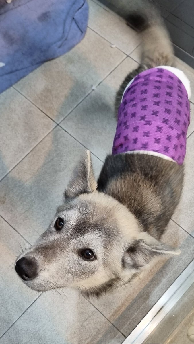 flyingpetclinic's tweet photo. [입양홍보] 기초접종 진행 중이고, 중성화도 마쳤습니다. 사람 좋아하는 순둥이 허스키믹스들입니다. 가족을 찾아요. https://t.co/Amkfd31Mct
