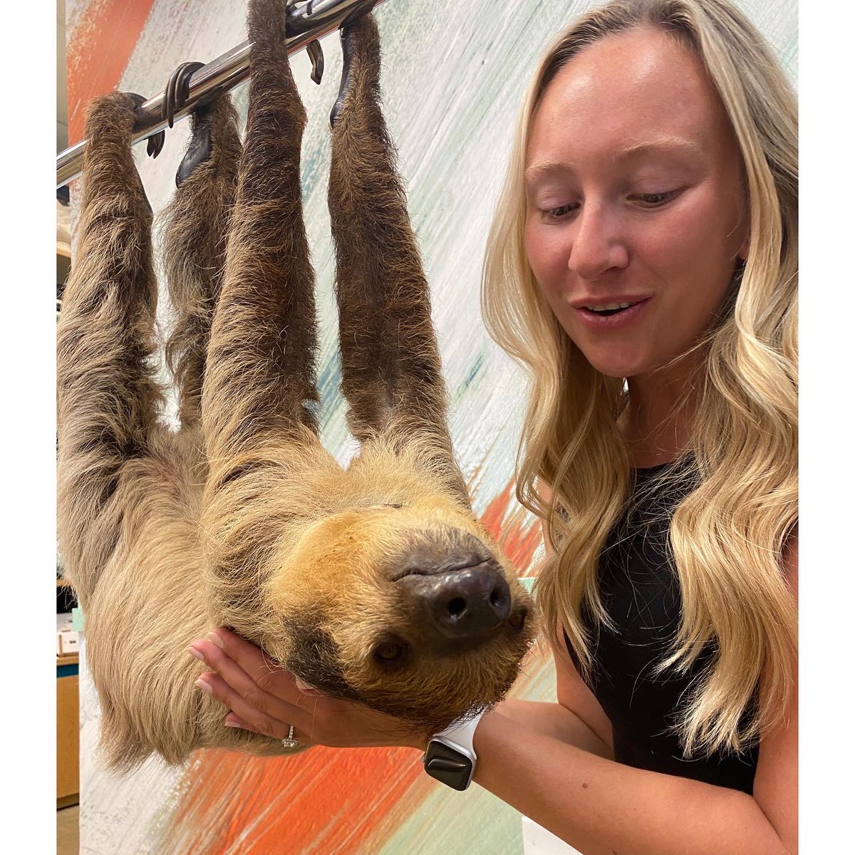 TeachMsErickson's tweet photo. One of my favorite summer adventures so far was checking this off my bucket list. Meeting Xena, the sloth, my new BFF. If you know me, or have stepped foot in my classroom, you know the love I have for these animals 🤍🦥 https://t.co/jhHh9TJId7