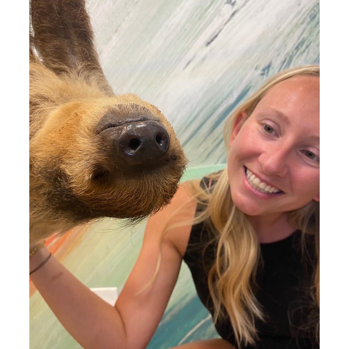 TeachMsErickson's tweet photo. One of my favorite summer adventures so far was checking this off my bucket list. Meeting Xena, the sloth, my new BFF. If you know me, or have stepped foot in my classroom, you know the love I have for these animals 🤍🦥 https://t.co/jhHh9TJId7