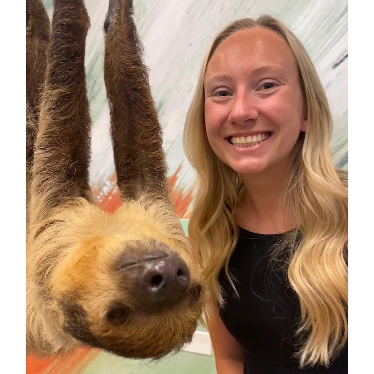 TeachMsErickson's tweet photo. One of my favorite summer adventures so far was checking this off my bucket list. Meeting Xena, the sloth, my new BFF. If you know me, or have stepped foot in my classroom, you know the love I have for these animals 🤍🦥 https://t.co/jhHh9TJId7